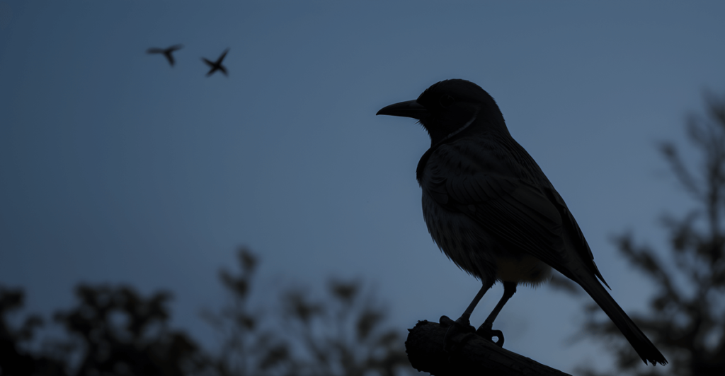 Can Birds See in the Dark?