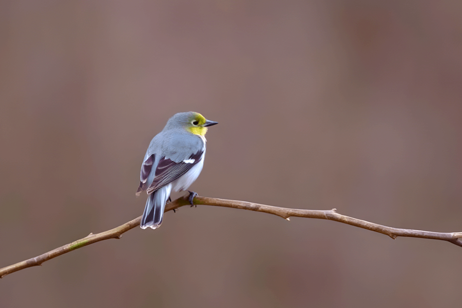 When Do Birds Stop Chirping?