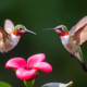 Hummingbirds in Dreams