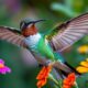 are hummingbirds territorial towards humans