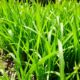 fast growing grass for chickens